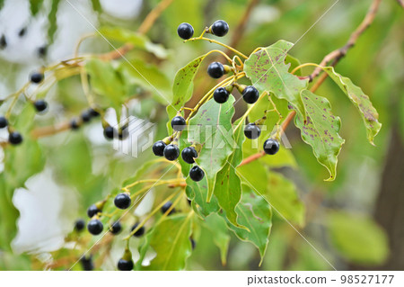 黑樟果(冬、一月) 黑樟果(冬、一月) 98527177