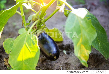 Growing eggplant vegetables in the ground in the garden in sunny weather, agriculture Growing eggplant vegetables in the ground in the garden in sunny weather, agriculture 98527215