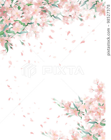 cherry blossom pale watercolor background cherry blossom pale watercolor background 98527378