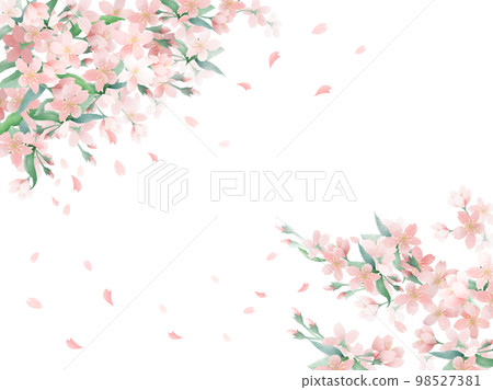 櫻花淡水彩背景 98527381