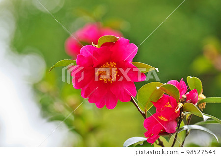 Pink sasanqua flowers (winter, January) Pink sasanqua flowers (winter, January) 98527543