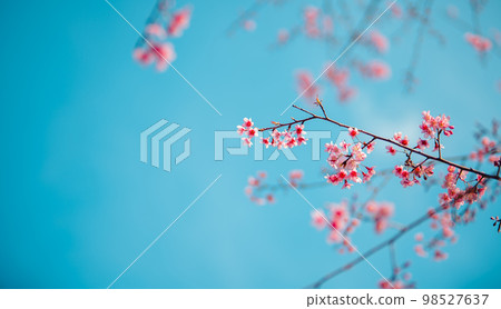 Pink Cherry Blossoms 98527637