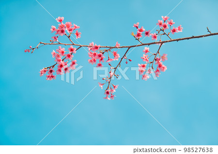 Pink Cherry Blossoms 98527638