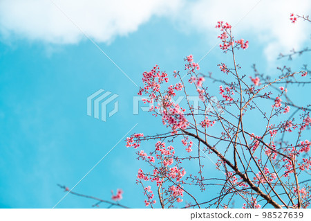 Pink Cherry Blossoms Pink Cherry Blossoms 98527639