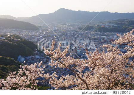 兵庫縣 從洲本城看城市和崎山的櫻花 兵庫縣 從洲本城看城市和崎山的櫻花 98528042