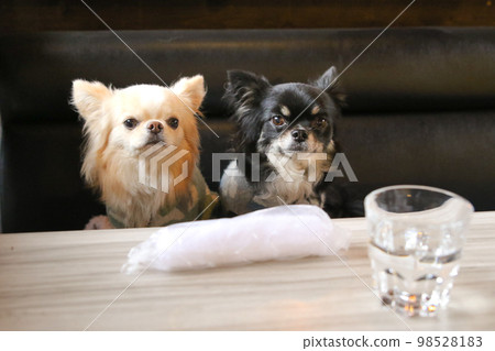 Two long-coated Chihuahuas sitting on a sofa at a table seat in a dog cafe Two long-coated Chihuahuas sitting on a sofa at a table seat in a dog cafe 98528183