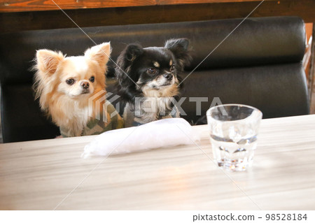 Two long-coated Chihuahuas sitting on a sofa at a table seat in a dog cafe Two long-coated Chihuahuas sitting on a sofa at a table seat in a dog cafe 98528184
