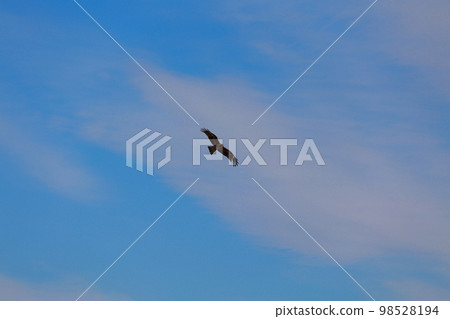 Tonbi Flight 98528194