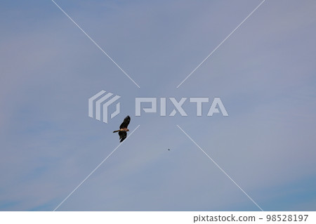 Tonbi Flight 98528197