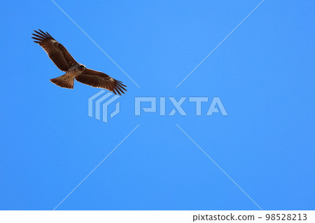 Tonbi Flight Tonbi Flight 98528213