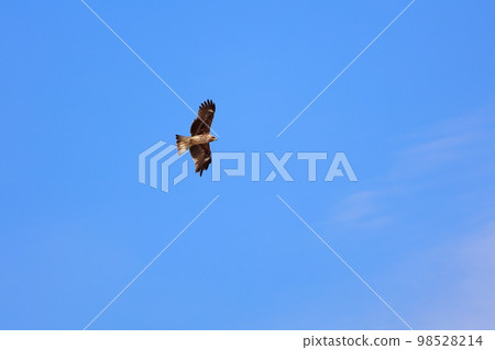 Tonbi Flight Tonbi Flight 98528214