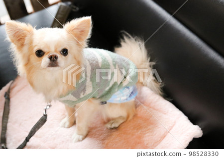 一件長外套吉娃娃穿著衣服坐在沙發上，在狗咖啡館的沙發座位上放著咖啡墊 98528330