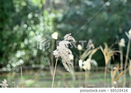 Remnants of autumn in Yato and shining light Remnants of autumn in Yato and shining light 98528416