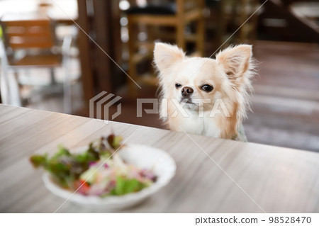 在一家狗咖啡館的餐桌座位上，一隻長毛吉娃娃坐在開胃菜沙拉前 98528470