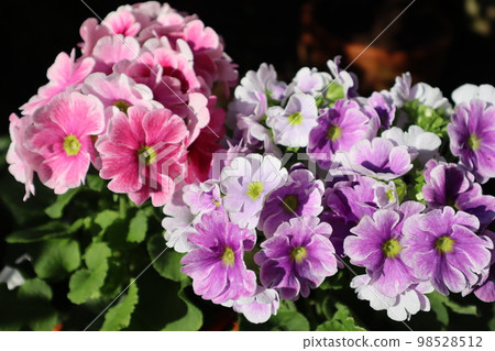 Potted primula obconica 98528512