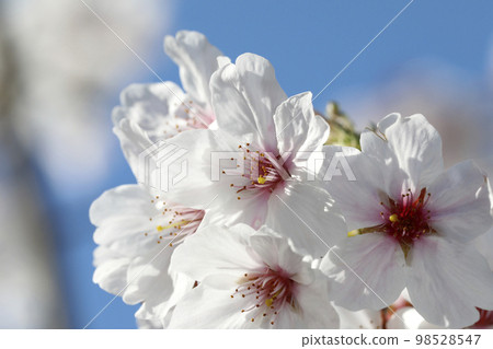 Yoshino cherry blossoms 98528547