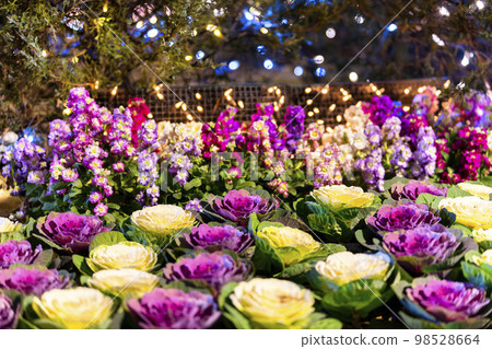 Illuminations at Ashikaga Flower Park Hikari no Hana Niwa, Ashikaga City, Tochigi Prefecture 98528664