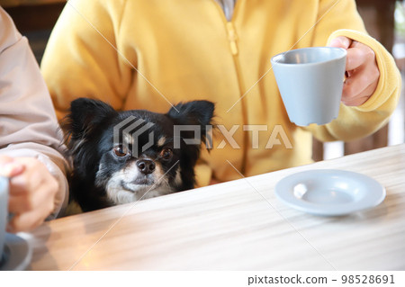 A long-coated Chihuahua sitting in front of a coffee surrounded by two owners at a table seat in a dog cafe A long-coated Chihuahua sitting in front of a coffee surrounded by two owners at a table seat in a dog cafe 98528691