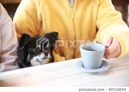A long-coated Chihuahua sitting in front of a coffee surrounded by two owners at a table seat in a dog cafe 98528699