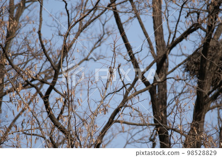 winter magpie house winter magpie house 98528829