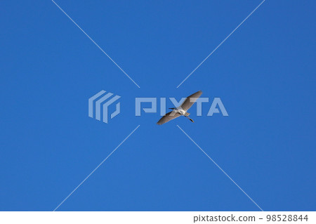 Whirling Egret Shirasagi Whirling Egret Shirasagi 98528844