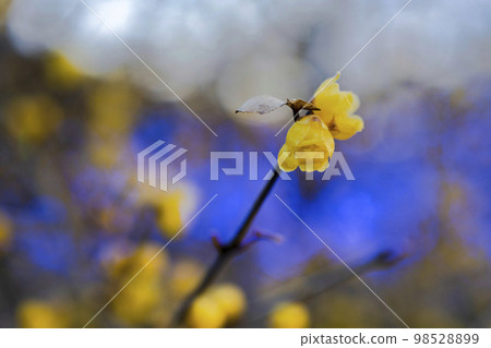 Illuminations at Ashikaga Flower Park Light flower garden Wintersweet blooming in the garden Ashikaga City, Tochigi Prefecture 98528899
