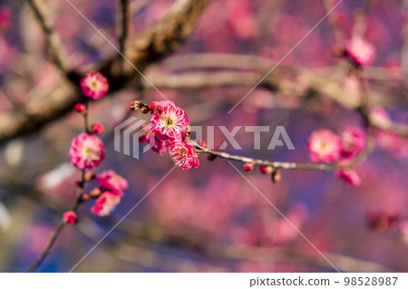 Illuminations at Ashikaga Flower Park Kobai, Ashikaga City, Tochigi Prefecture 98528987