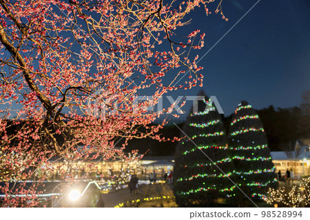 足利花卉公園照明燈光花園梅樹栃木縣足利市 98528994