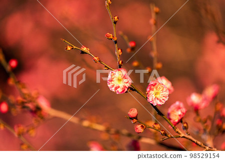 栃木縣足利市足利花卉公園小白的燈飾 98529154