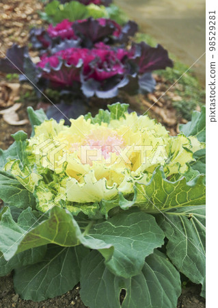 觀賞白菜 觀賞白菜 98529281