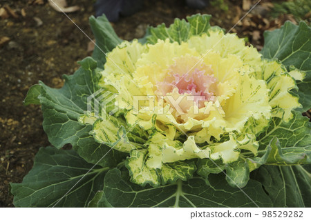 觀賞白菜 98529282