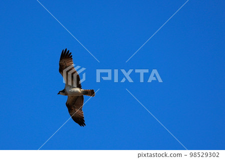 Whirling Osprey 98529302