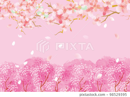 Cherry blossom gentle spring background illustration 98529395