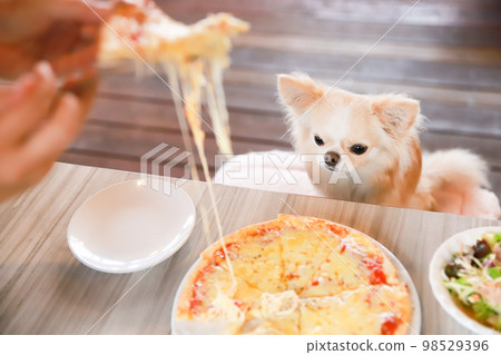 A long-coated Chihuahua sitting in front of a meal at a dog cafe A long-coated Chihuahua sitting in front of a meal at a dog cafe 98529396