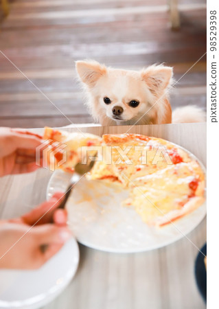 A long-coated Chihuahua sitting in front of a meal at a dog cafe A long-coated Chihuahua sitting in front of a meal at a dog cafe 98529398