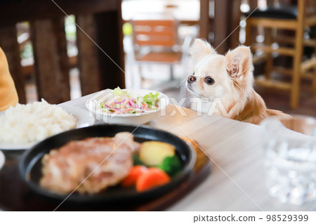 A long-coated Chihuahua sitting in front of a meal at a dog cafe A long-coated Chihuahua sitting in front of a meal at a dog cafe 98529399