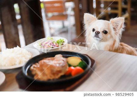 A long-coated Chihuahua sitting in front of a meal at a dog cafe A long-coated Chihuahua sitting in front of a meal at a dog cafe 98529405