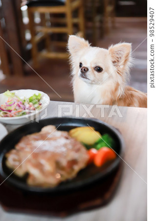 坐在狗咖啡館用餐前的長毛吉娃娃 98529407