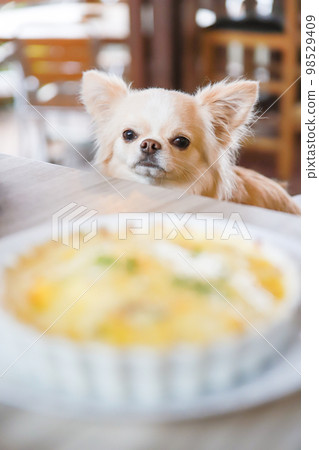 坐在狗咖啡館用餐前的長毛吉娃娃 98529409