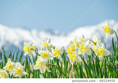 Komagane City Daffodils in front of Kozenji Temple 98529450
