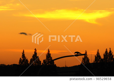 A silhouette of a crow perching on the sunset sky and a streetlight 98529658