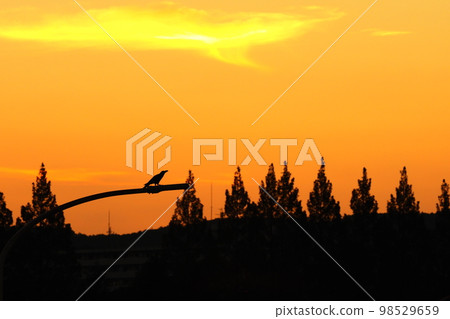 A silhouette of a crow perching on the sunset sky and a streetlight A silhouette of a crow perching on the sunset sky and a streetlight 98529659