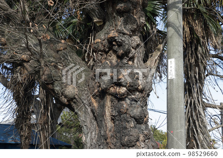 Tree knob Sakura Tree knob Sakura 98529660