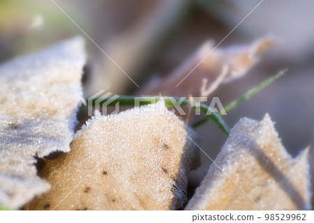 Frost on fallen leaves Frost on fallen leaves 98529962