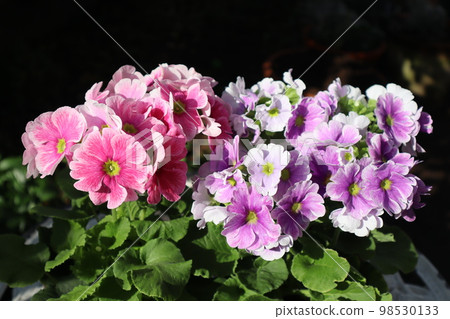 Primula obconica potted plant Primula obconica potted plant 98530133