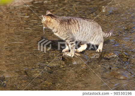 cat crossing the river 98530196