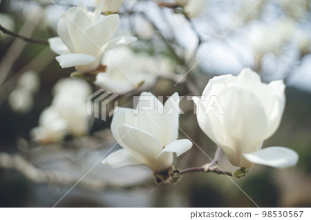 花園里大而美麗的白玉蘭花 花園里大而美麗的白玉蘭花 98530567