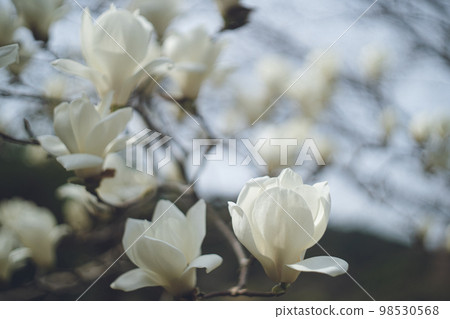 花園里大而美麗的白玉蘭花 花園里大而美麗的白玉蘭花 98530568