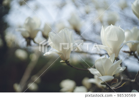 花園里大而美麗的白玉蘭花 花園里大而美麗的白玉蘭花 98530569