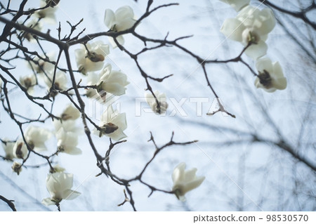 花園里大而美麗的白玉蘭花 花園里大而美麗的白玉蘭花 98530570